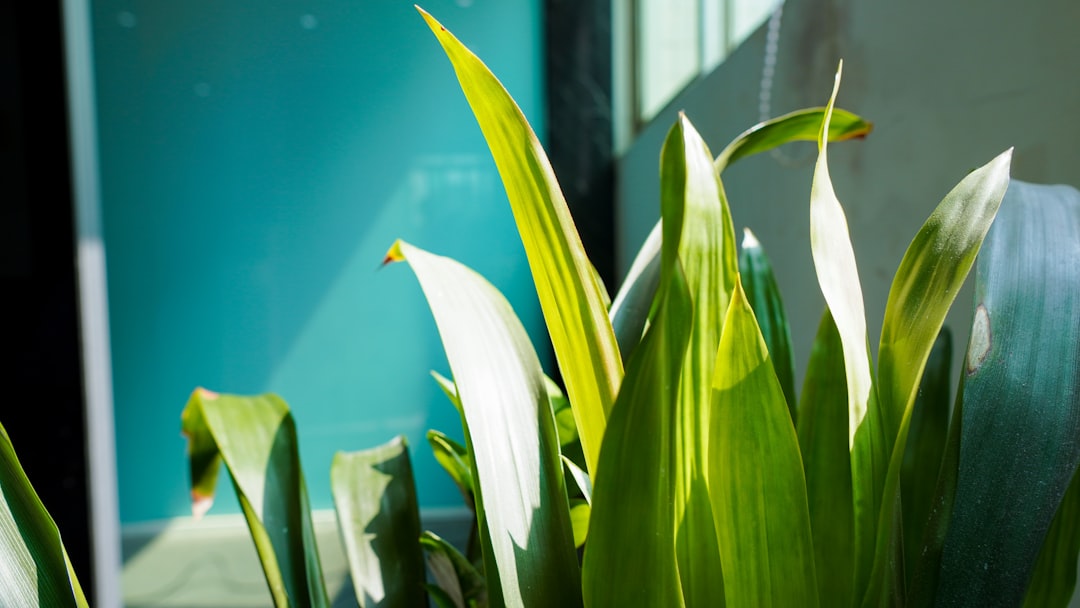 green plant with white flower buds