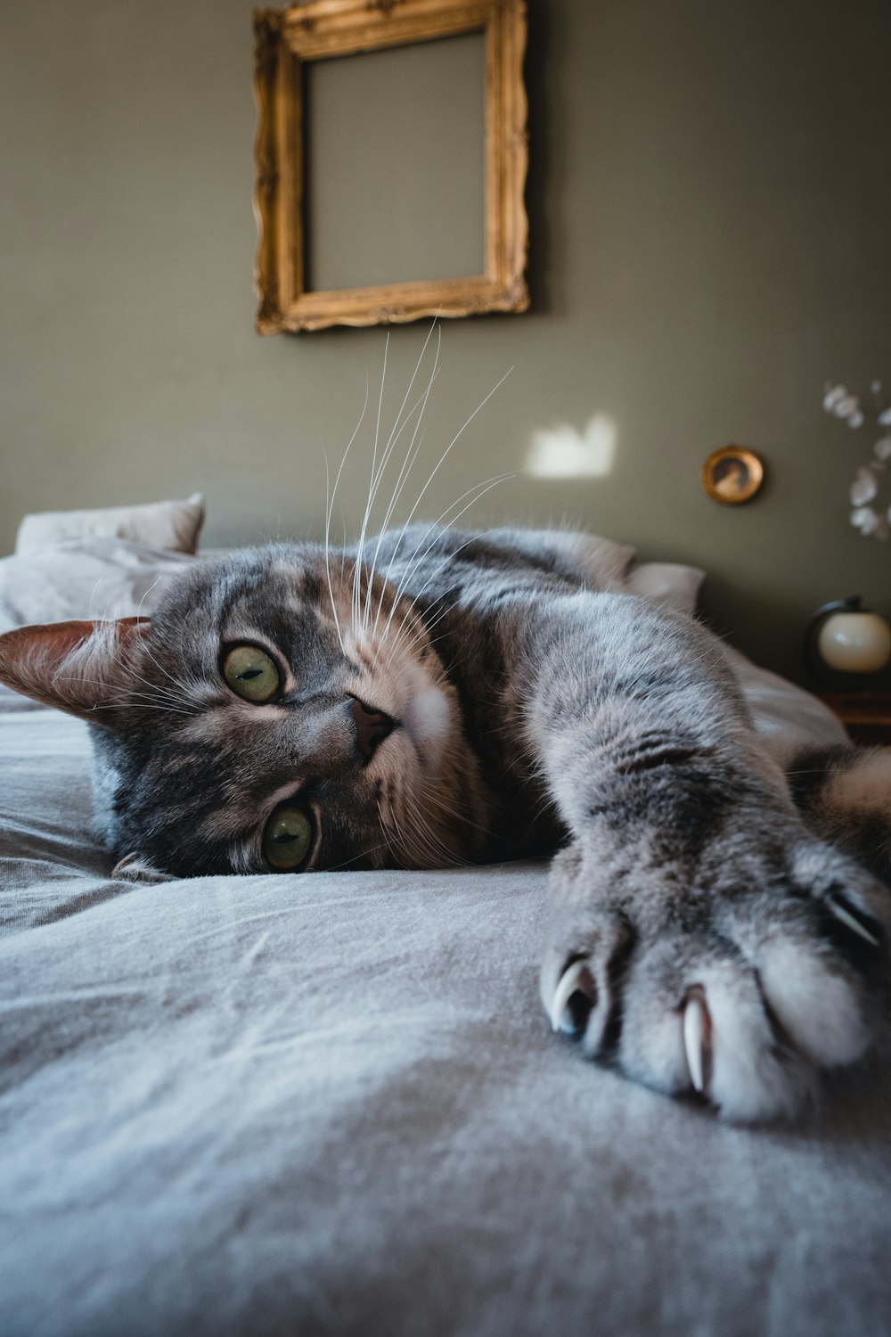 silver tabby cat lying on bed