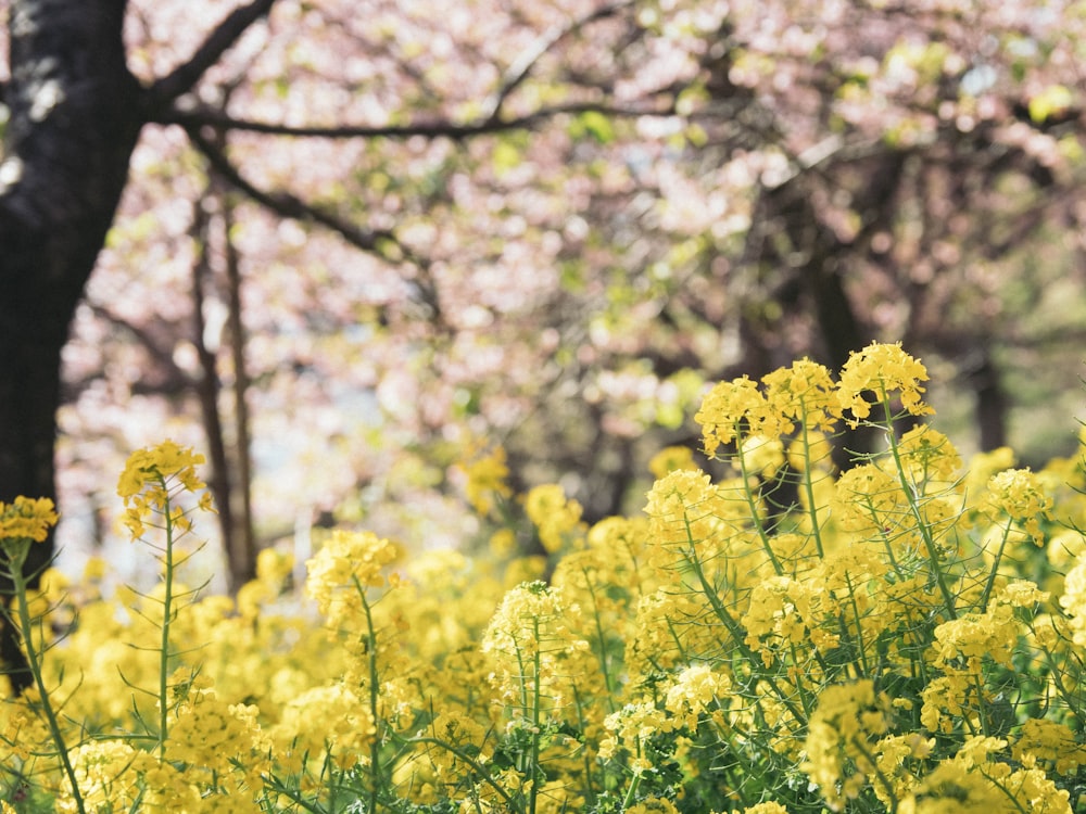 champ de fleurs jaunes pendant la journée