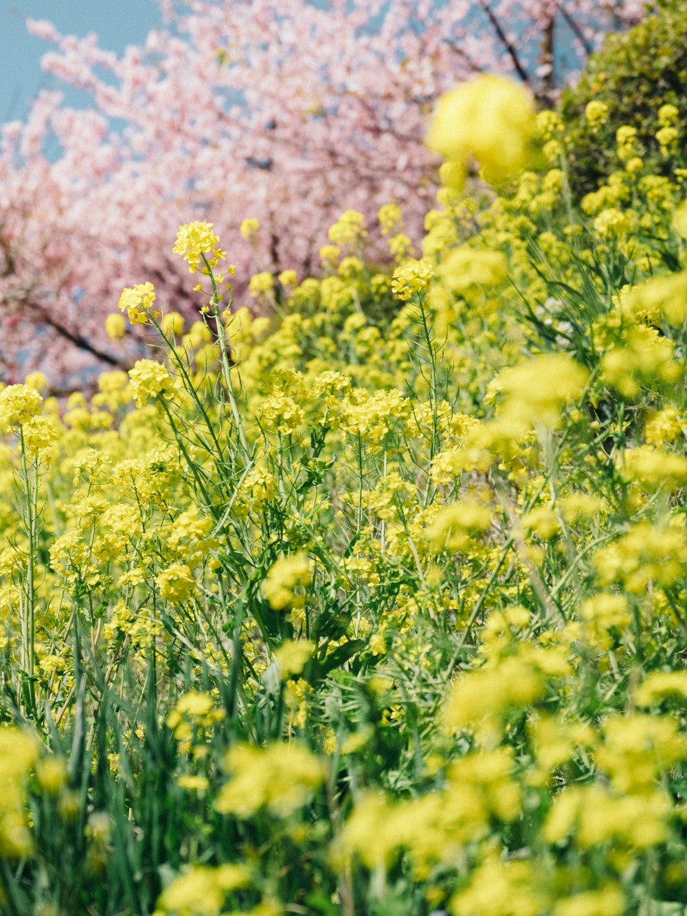 yellow flower field during daytime