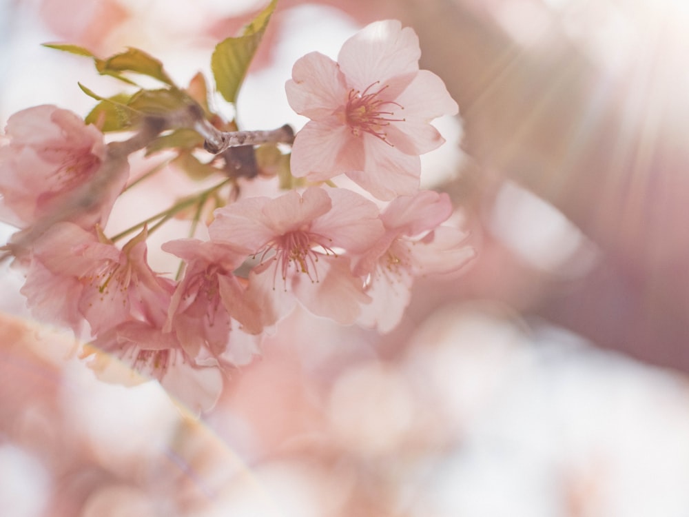 pink cherry blossom in close up photography