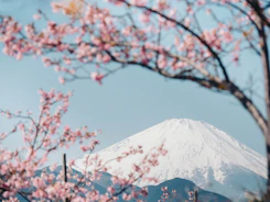 brown and white tree near snow covered mountain during daytime