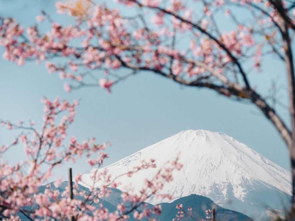 brown and white tree near snow covered mountain during daytime