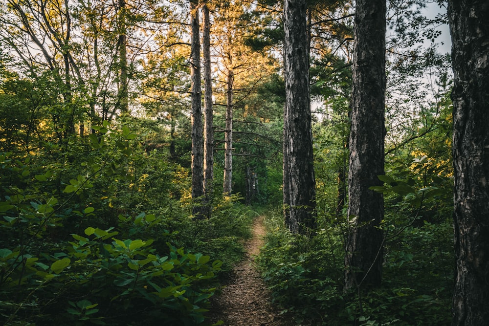 green plants and trees during daytime