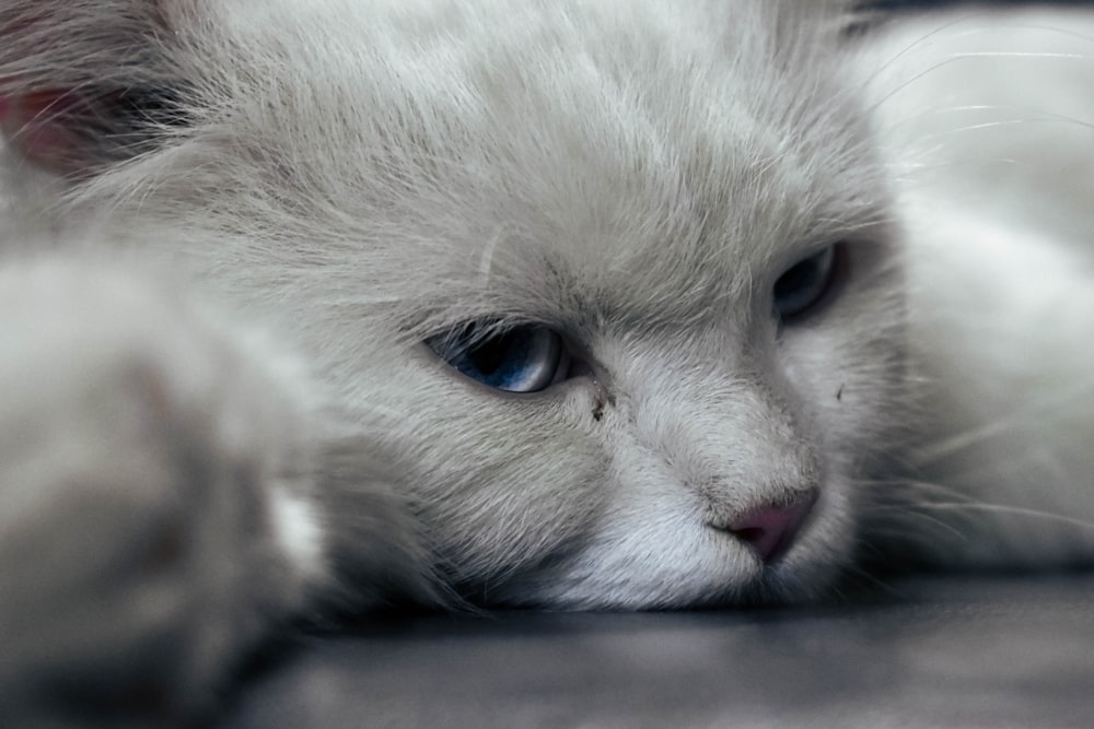 white and gray kitten on black surface