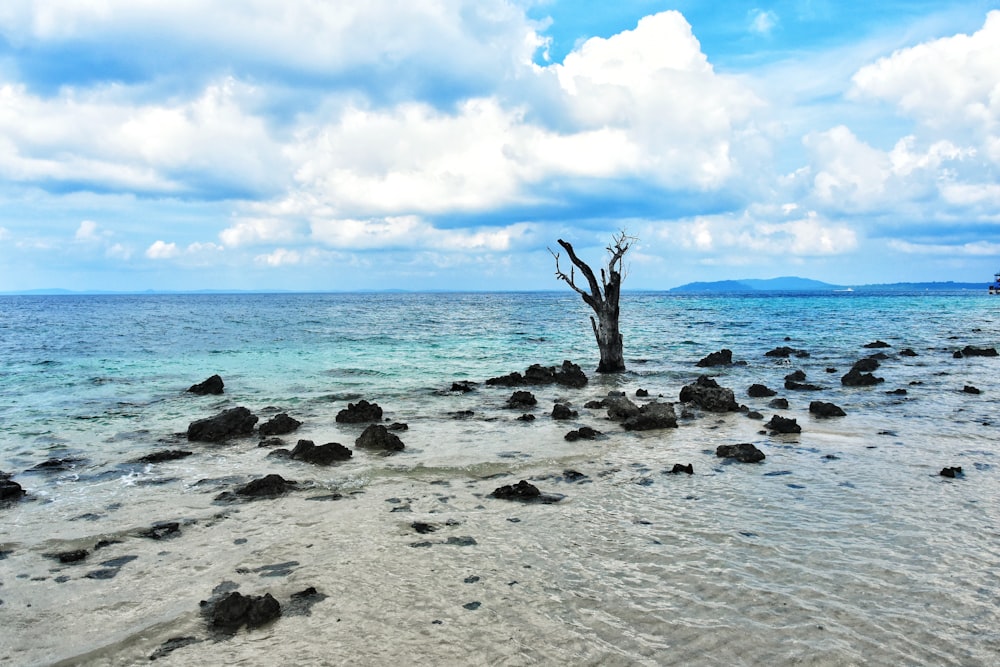 gray and black rocks on beach during daytime