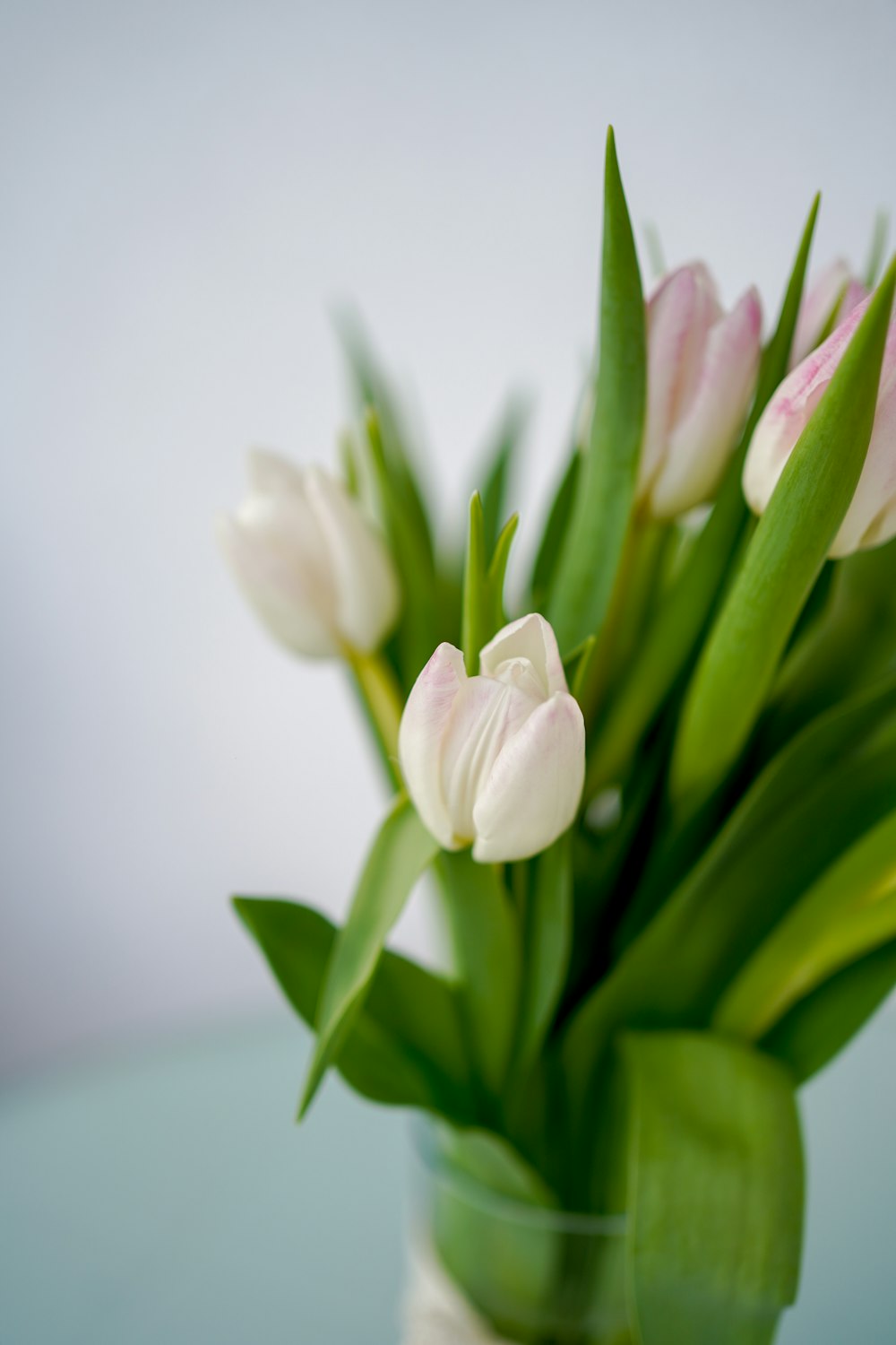 white and green flower in close up photography