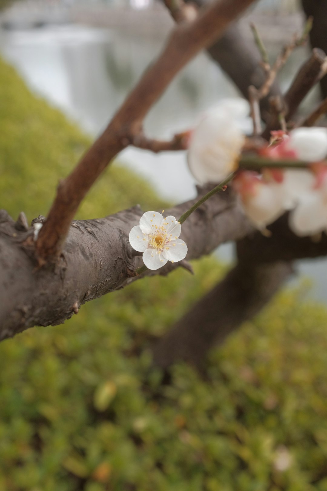 white cherry blossom on brown tree branch