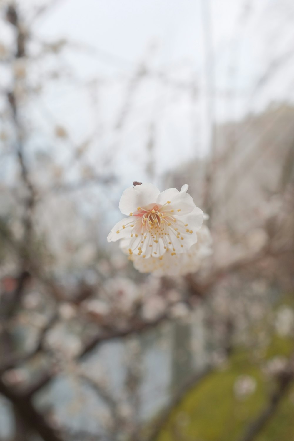 white cherry blossom in close up photography