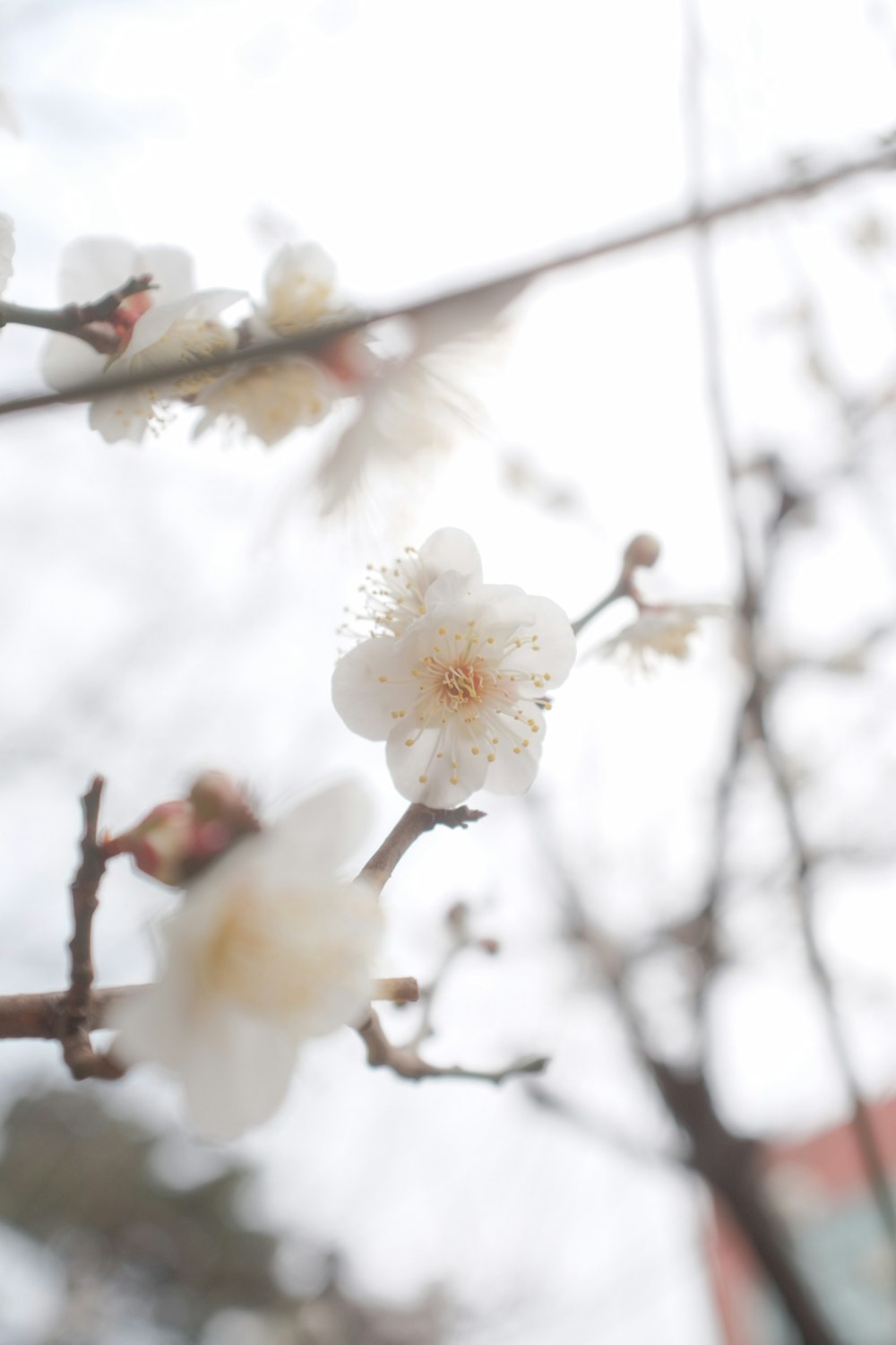 white cherry blossom in close up photography