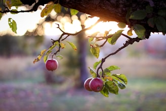 red apple fruit on tree during daytime