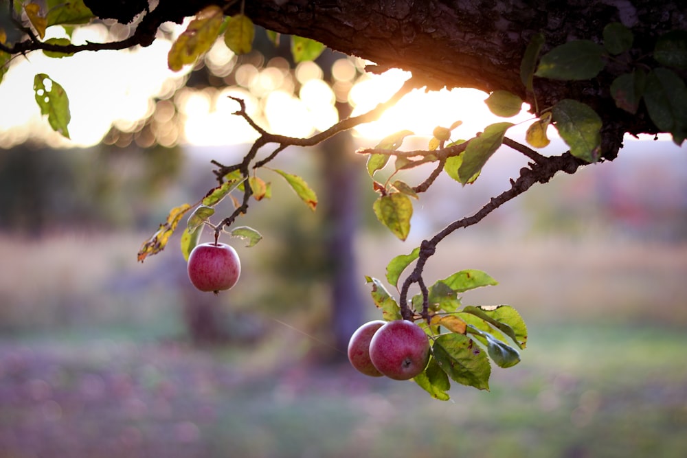Frutto della mela rossa sull'albero durante il giorno