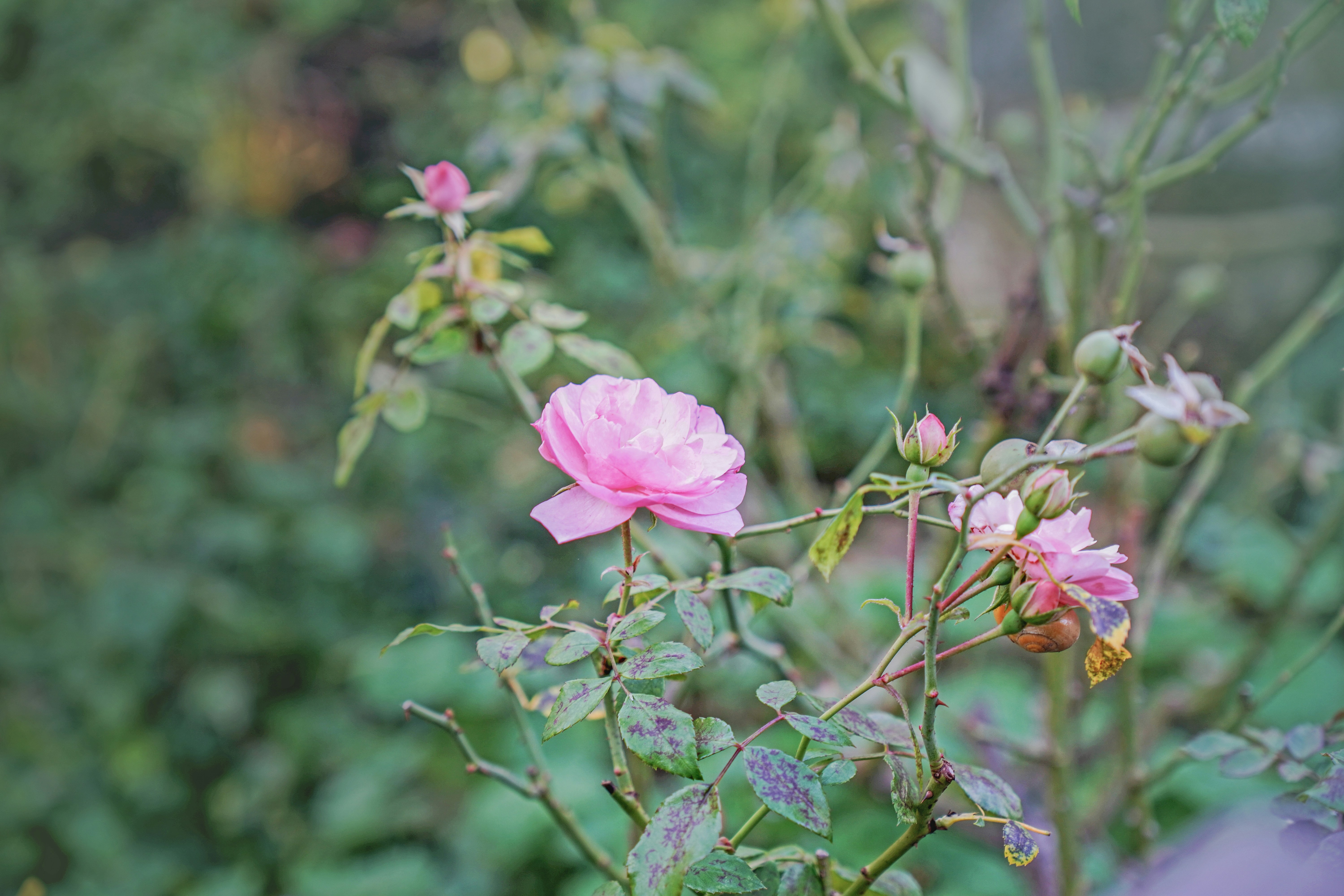 Photo by veronikadiegel