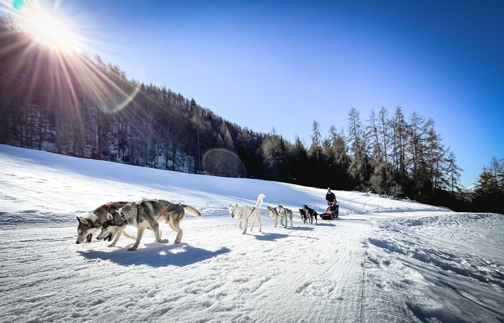 people riding on sled on snow covered ground during daytime