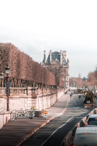 brown trees on gray concrete road during daytime