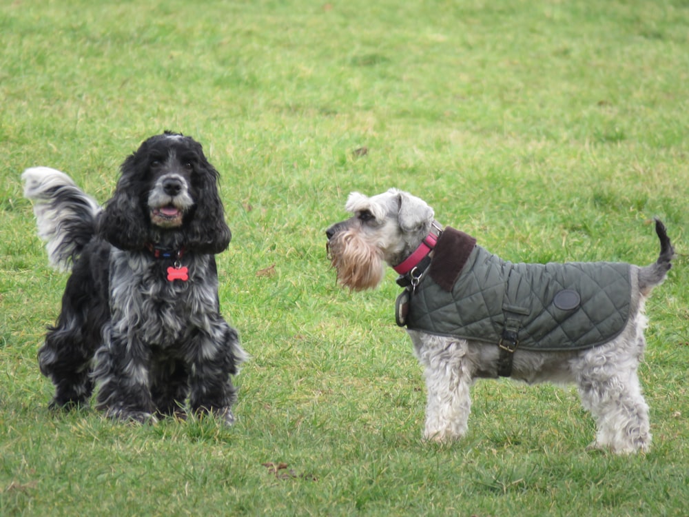 black and white long coated small dog on green grass field during daytime