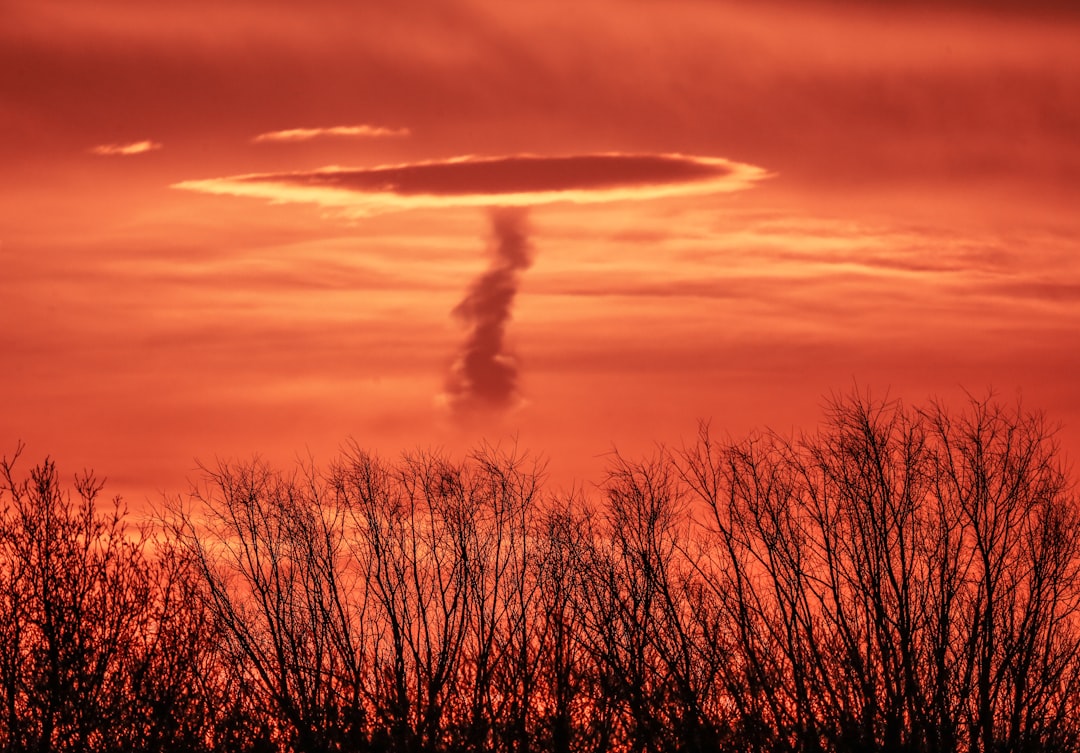 silhouette of trees during sunset