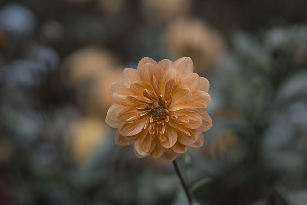 orange flower in tilt shift lens