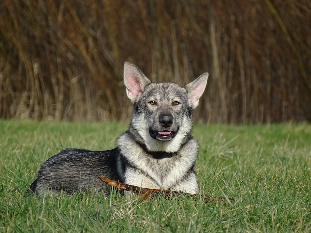 black and tan german shepherd on green grass field during daytime