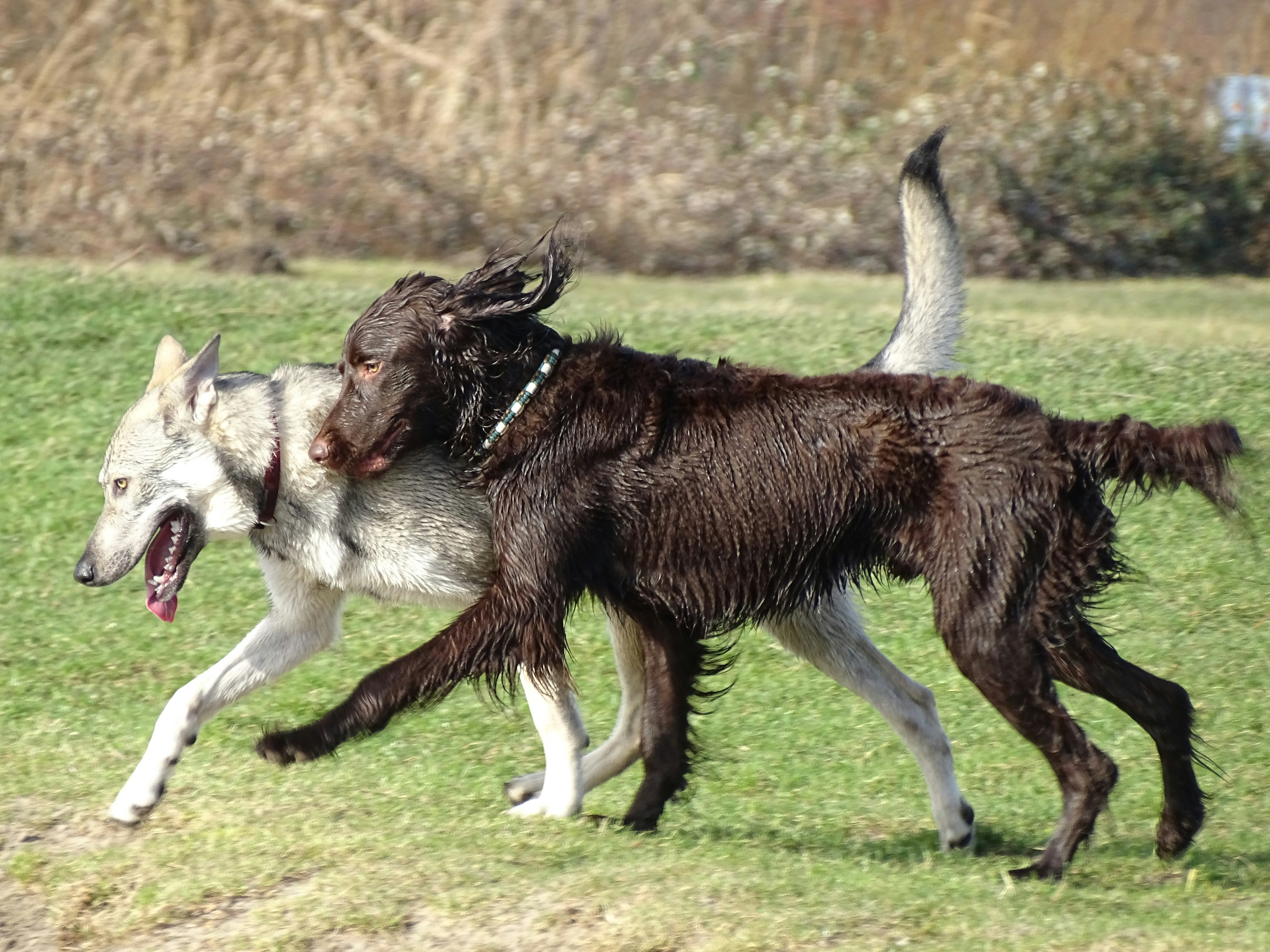 brown and white short coated dog running on green grass field during daytime