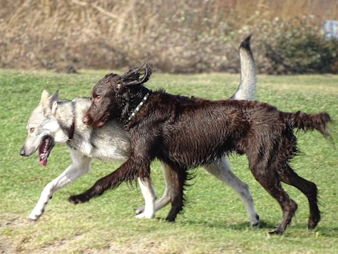 brown and white short coated dog running on green grass field during daytime