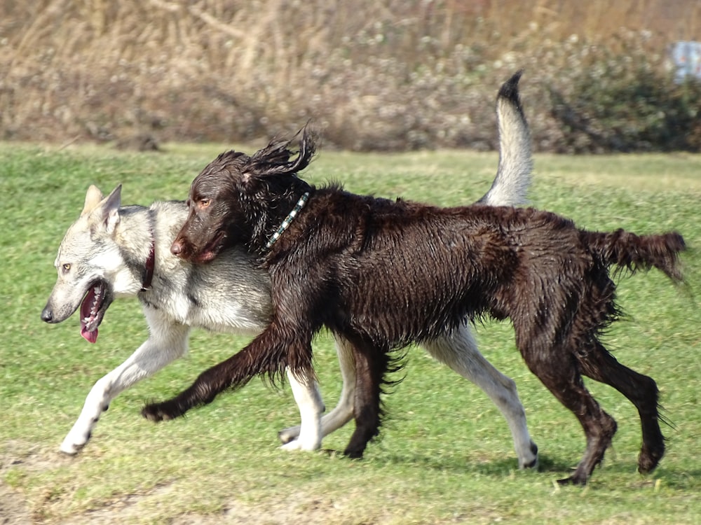 brown and white short coated dog running on green grass field during daytime