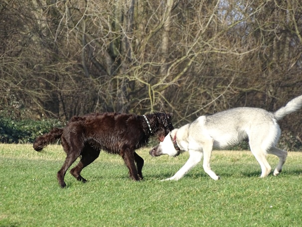 Two dogs playfully interacting during a community group session on the grassy field.