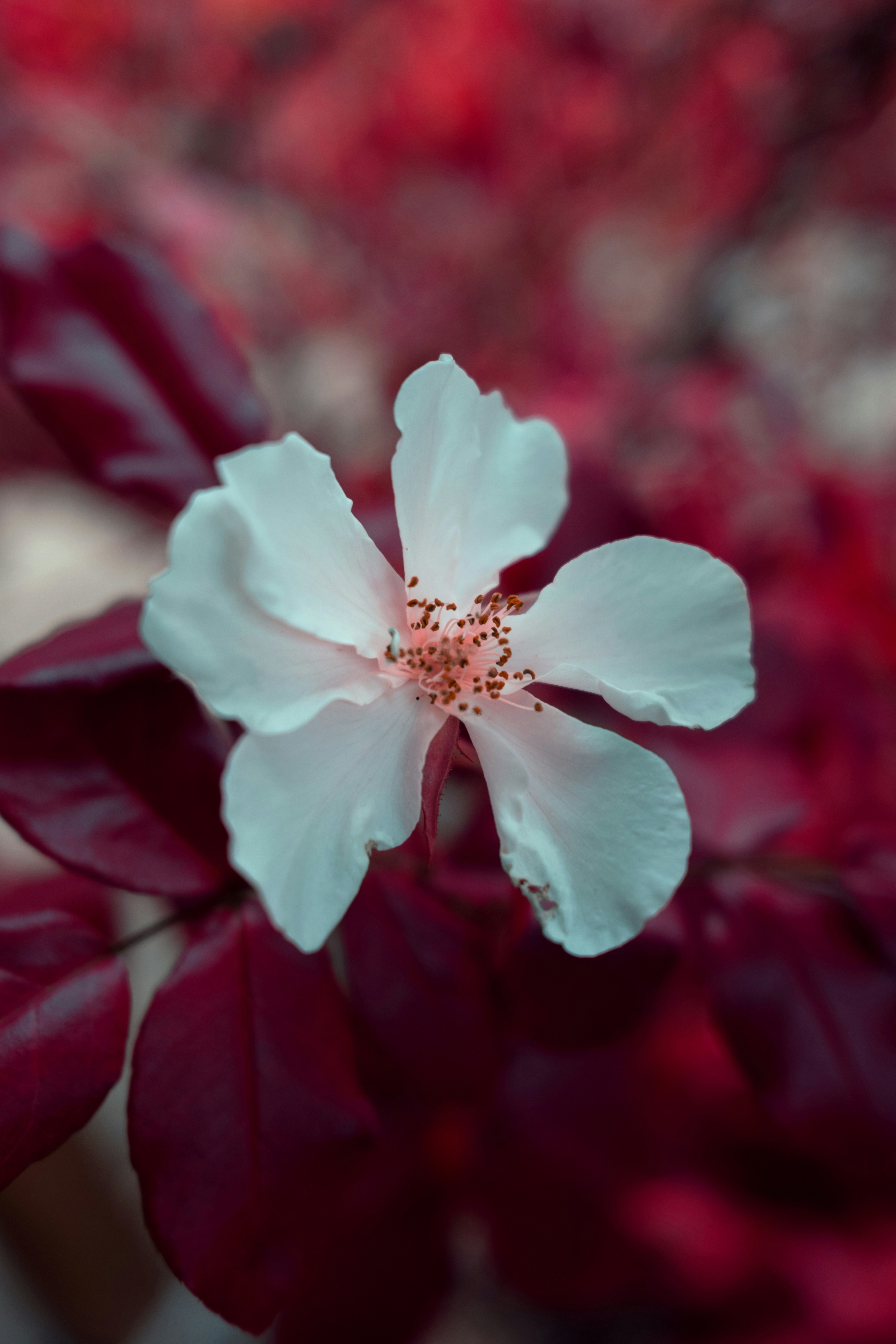 white flower in tilt shift lens