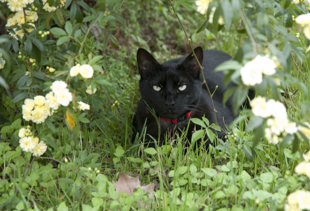 black cat on green grass field during daytime