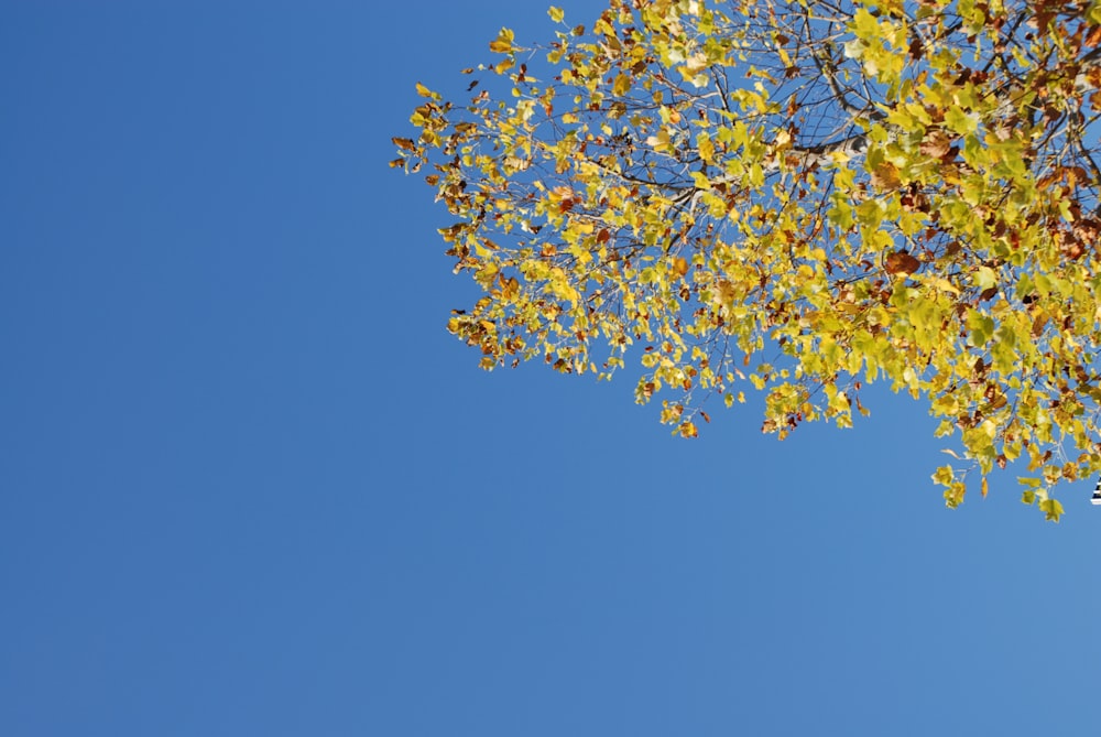 folhas amarelas e verdes sob o céu azul durante o dia