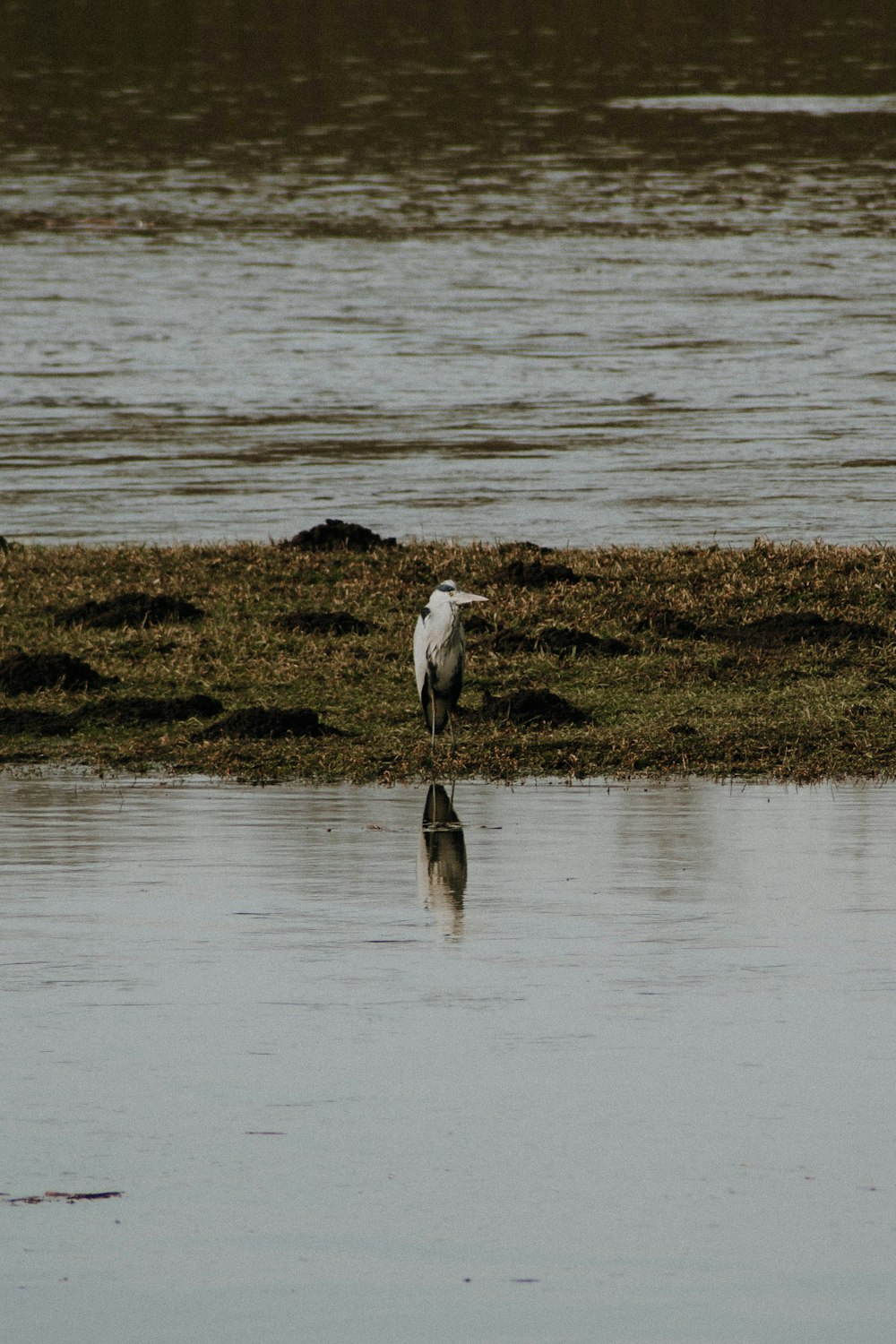 white swan on water during daytime