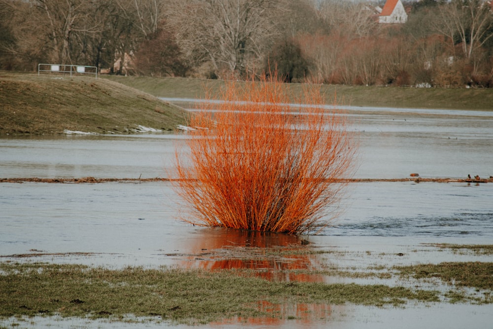 brown grass on body of water during daytime