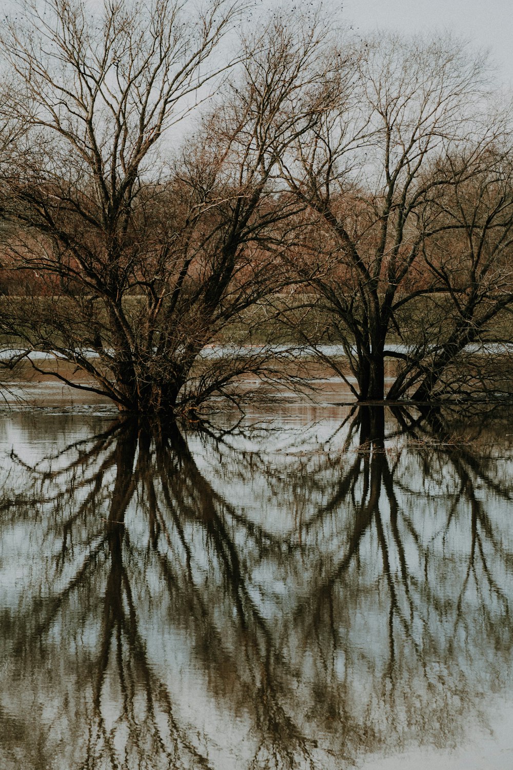 brown trees on body of water during daytime