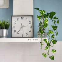 green plant beside white wall tiles