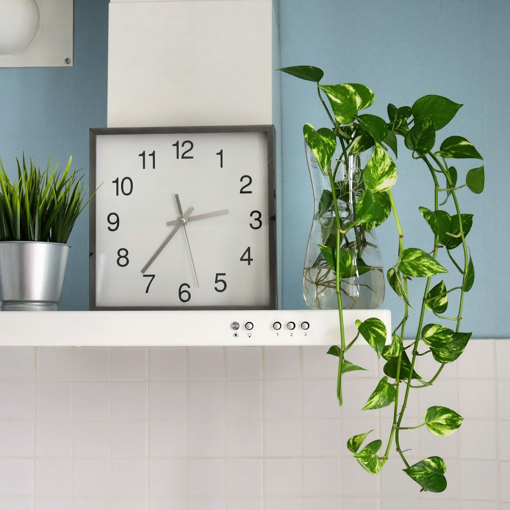 green plant beside white wall tiles