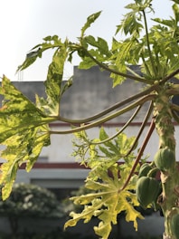 A vibrant papaya tree growing in a small backyard garden under a sunny sky.
