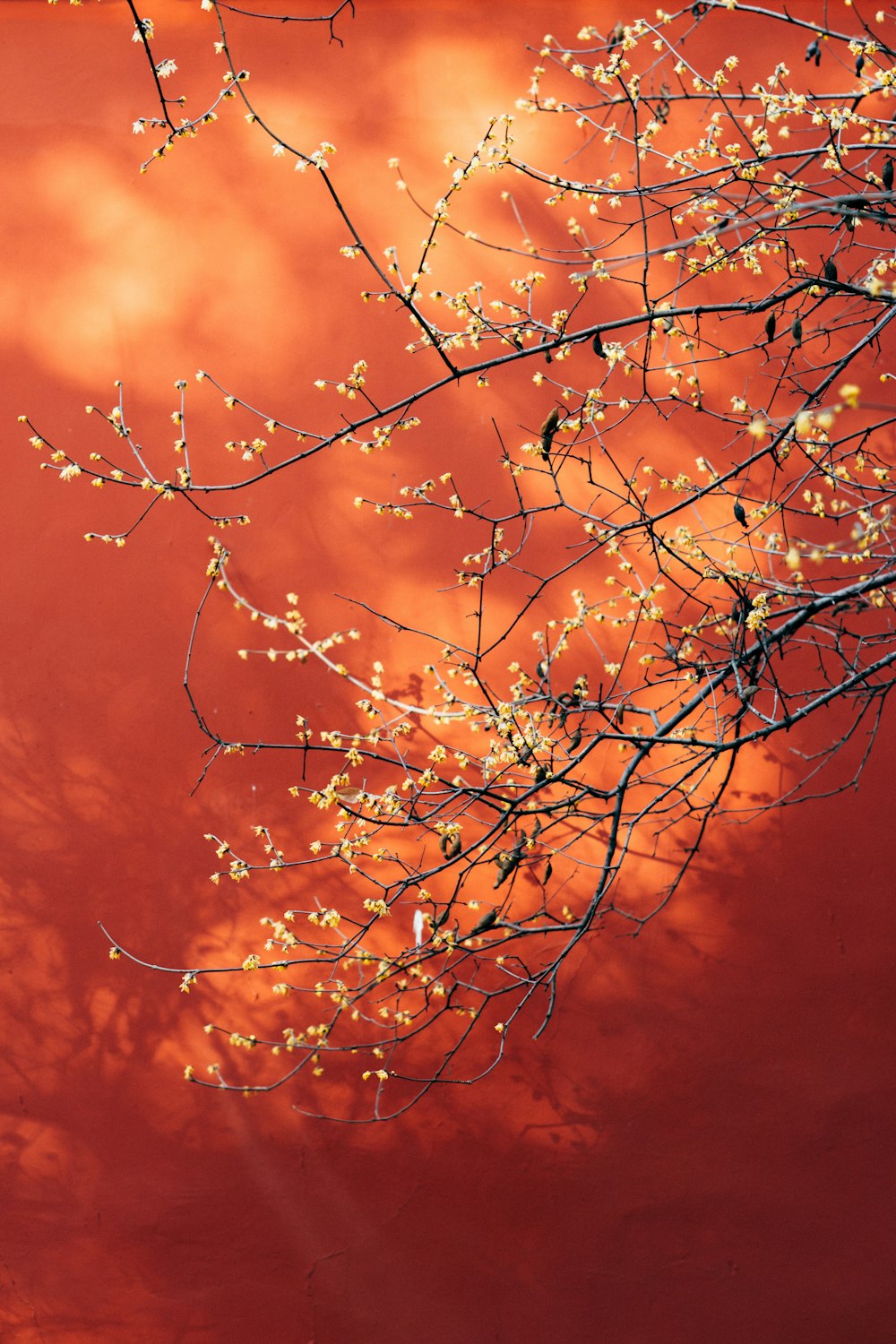 brown tree branch with orange background