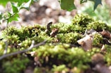 Soft-focus shot of a mossy forest floor with dappled sunlight filtering through leaves.