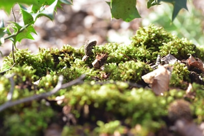 Soft-focus shot of a mossy forest floor with dappled sunlight filtering through leaves.
