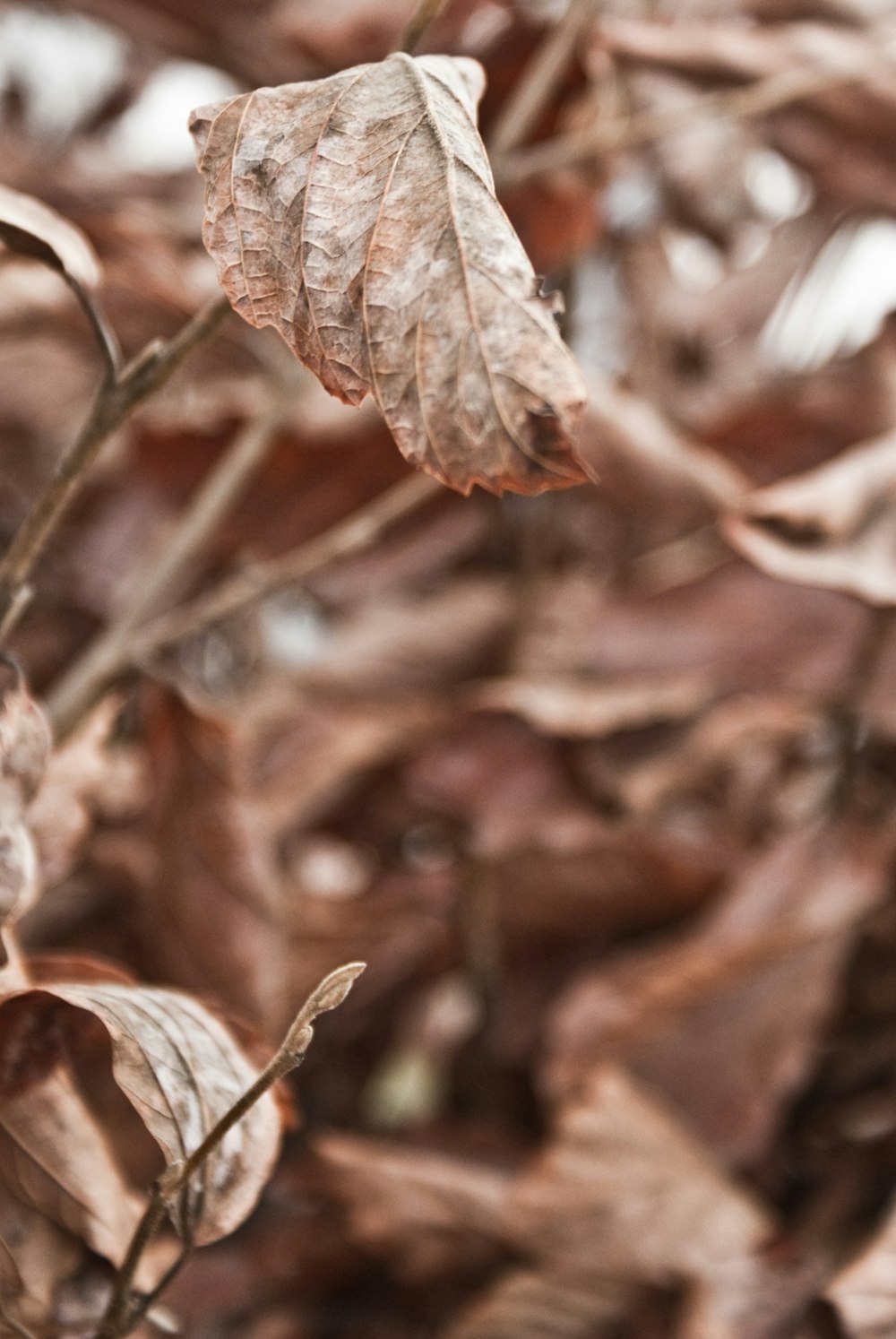 brown dried leaf in tilt shift lens