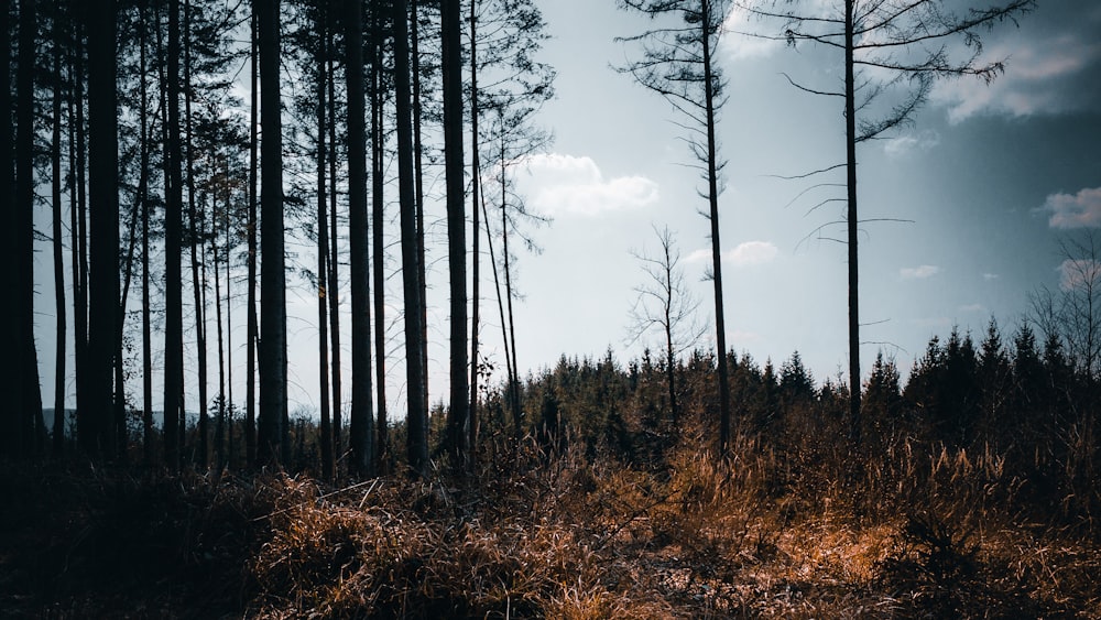 brown trees on brown grass field during daytime