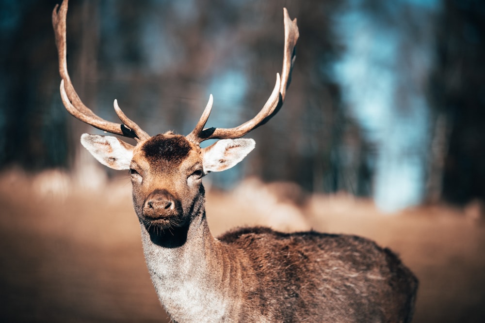 brown deer in tilt shift lens