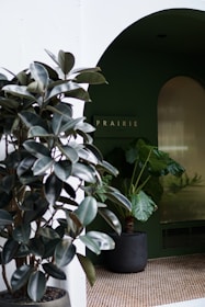 A cozy interior space featuring lush green foliage from several potted plants, including a prominent rubber plant in the foreground. A dark green wall provides a natural backdrop, along with an arched doorway leading further into the space. The word 'PRAIRIE' is displayed on the wall, contributing to a relaxed ambiance.