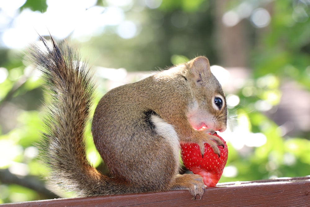 brown squirrel eating red strawberry