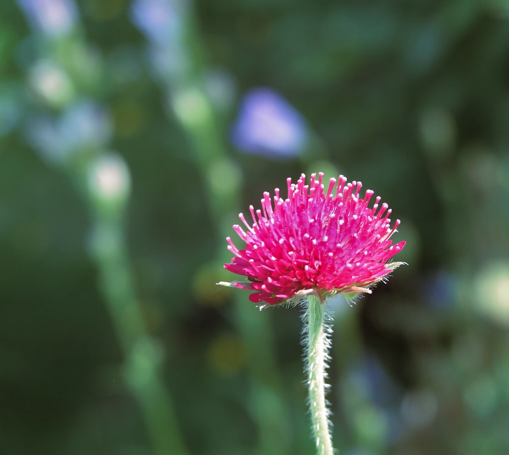 pink flower in tilt shift lens