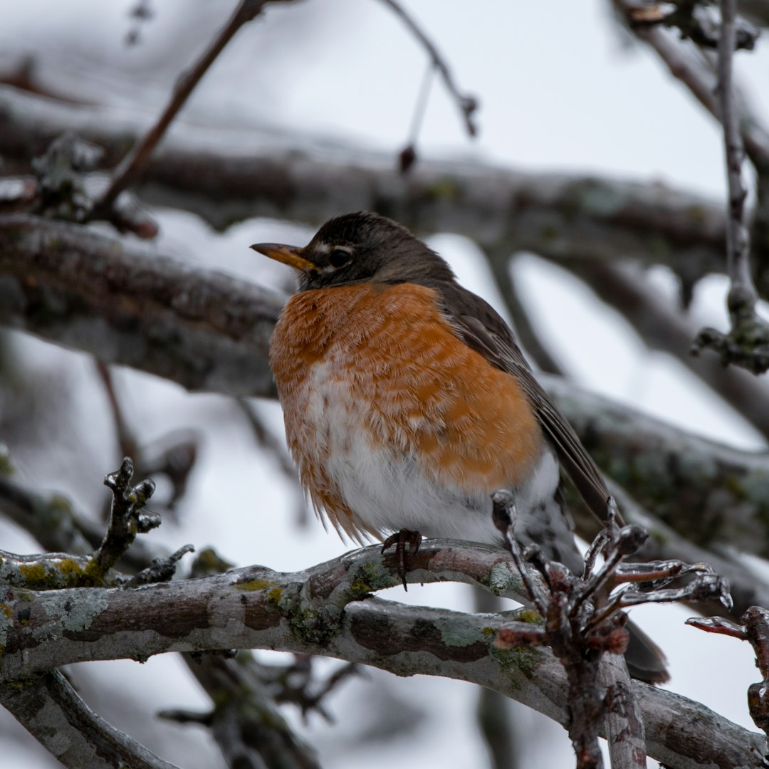 brown and black bird on tree branch