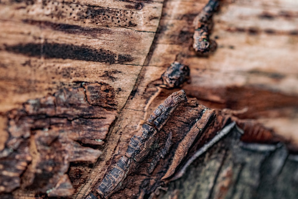 Insecte noir et brun sur bois brun