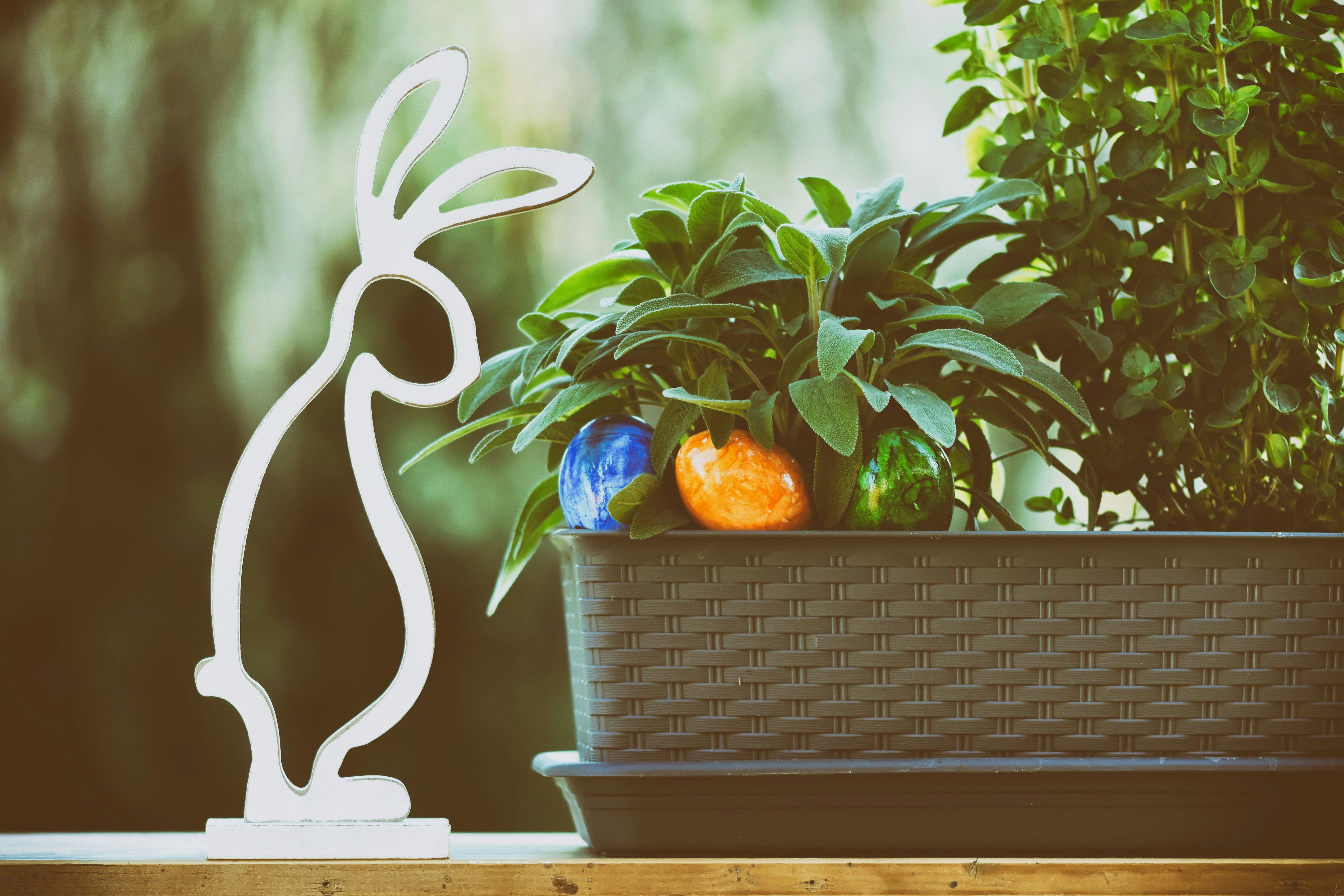 Photo by alexas_fotos