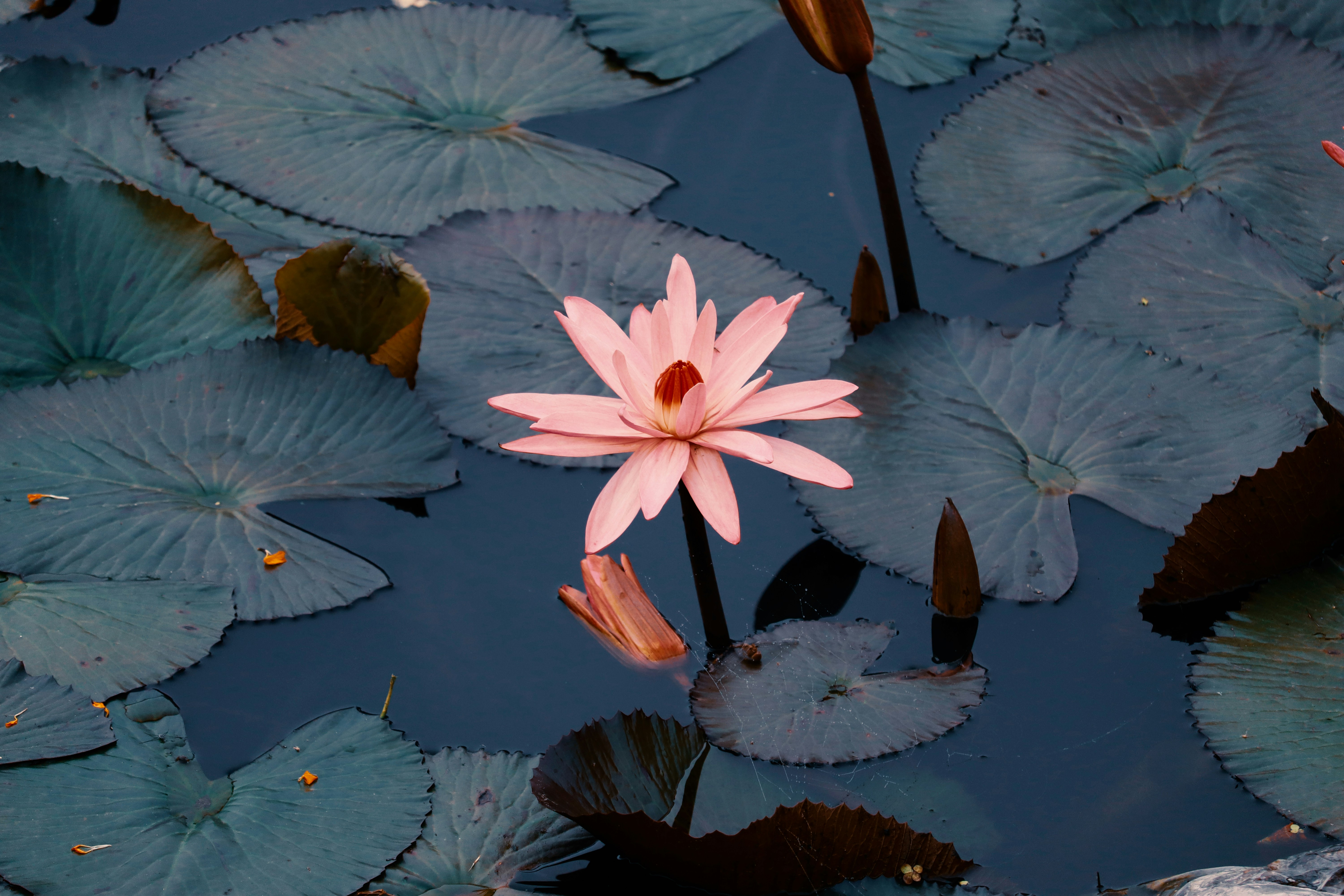 白とピンクの蓮の花の写真 Unsplashで見つけるサンダーガルの無料写真