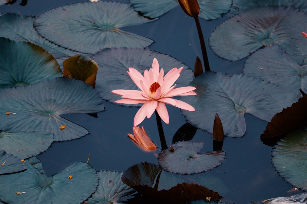 white and pink lotus flower